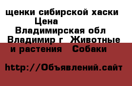 щенки сибирской хаски › Цена ­ 15 000 - Владимирская обл., Владимир г. Животные и растения » Собаки   